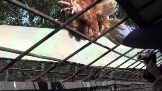 Live chicken fed to tigers at Heilongjiang Tiger Park