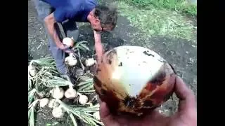 Супер урожай лука Вольф , цибуля Вольф, Big onion Wolff