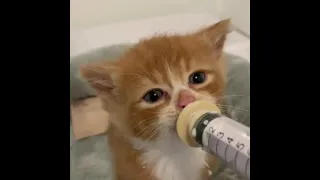 ❤ Kittens being bottle fed compilation (2021) | Super Duper Cute Ears Wiggle