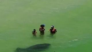 Friendly Manatee Scaring People at the Beach