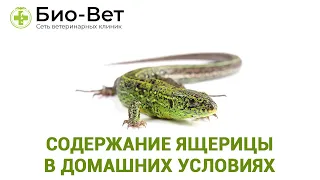 Домашние Ящерицы 🦎: Содержание и Уход // Сеть Ветклиник БИО-ВЕТ