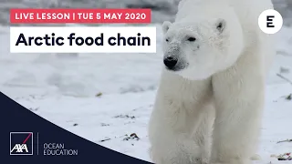 AXA #ArcticLive - Arctic food chain (PM)