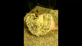 ハリネズミのたわし先生、勢いあまって…Rolling rolling the hedgehog