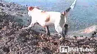 Dog Gets in a Muddy Mess - PetTube