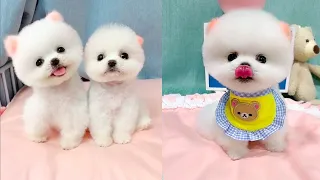 Cute and Funny Pomeranian Videos 25 #Shorts