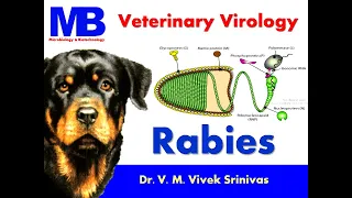 RABIES | Microbiology | Vivek Srinivas | #Rabies #Veterinaryscience #Onehealth