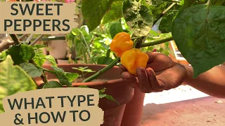 Why Bell Peppers Don't Grow Well in Florida