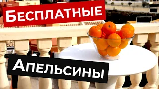 НАШЛИ ЗАБРОШЕННЫЙ АПЕЛЬСИНОВЫЙ САД