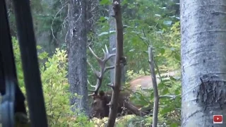 Best Archery Hunts / Close Up Shots - Stuck N the Rut