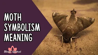 Moth Symbolism Meaning