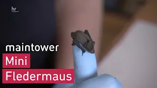 Fledermaus-Baby wird aufgepäppelt | maintower