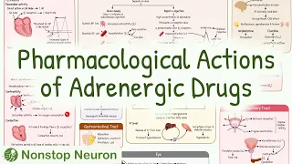 Pharmacological Actions of Adrenergic Drugs