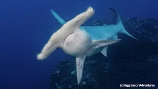 Hammer Time! Discover Cocos Island