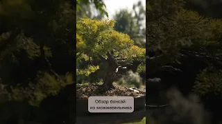 Обзор бонсай из можжевельника. #бонсай #bonsai #ниваки #сад #андрейдарусенков #хвойные