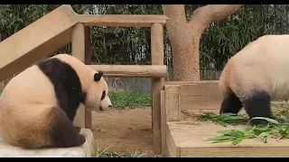 [福宝] Naughty Fubao #panda #熊猫 #福宝
