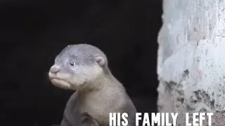 lost baby otter reunited with his family 💕