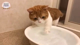 「かわいい猫」おかしい猫 - 笑わないようにしようとしてください - 最も面白い猫の映画 #2