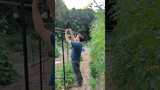 Lower and Lean Tomato Trellis #shorts