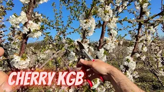 How to prune cherry in full blossom