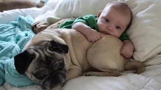 Cute Pugs And Babies Playing And Laughing Together Compilation