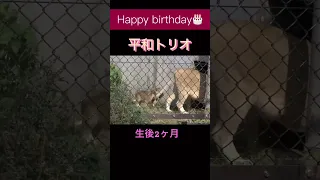 とくしま動物園ライオン🦁平和トリオ㊗️1歳