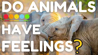 Can Animals Feel Emotions? We're Not the Only Animals Who Feel Grief and Spirituality