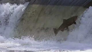 Salmon Jumping 4K Stock Footage Montage