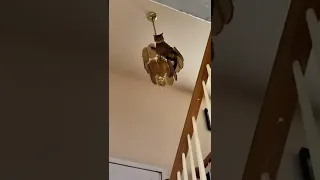 cat climbed on a chandelier 🥰😍