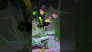 My GloFish