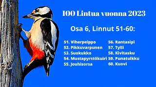 100 Lintulajia 2023, Osa 6, (Linnut 51-60)
