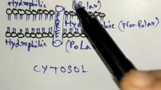 Pharmacokinetics : 1.Drug Absorption(A)