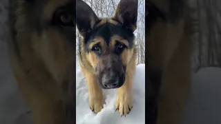 Восточно Европейская Овчарка 🐶 Соломон🐶