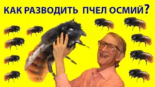 Як Розводити Диких Бджіл Осмій та Джмелів? Секрети Диких Бджіл та Джмелів – від Ентомолога.