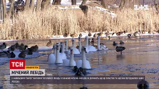 У столичному парку рятували лебедя зі шматком пластику на шиї | ТСН 19:30