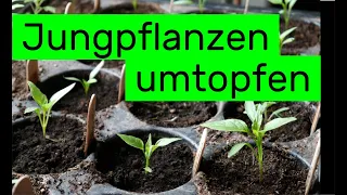 Jungpflanzen umtopfen: Mehr Platz & neue Erde für Chili, Tomate & Paprika