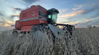 Cosecha de soja con la Massey Ferguson 5650