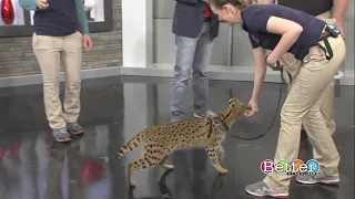 Up close and personal with a serval cat