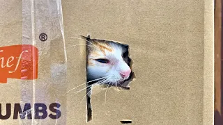 Save the kitten out of the box, who threw this kitten out of pity? | FTC Meow