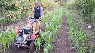 power weeder/shrachi /corn 🌽cultivation #agricultureworldwide #agro#agriculture /tiller back rotary