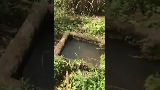 MOINHO DE FUBÁ NA ROÇA: LÁ EM ARAGUAIA EU NO MOINHO VER SE AINDA TINHA MILHO E A VELOCIDADE DE QUEDA