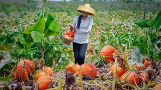 Amazing red pumpkin made into a delicious Chinese food ｜ 野小妹 wild girl
