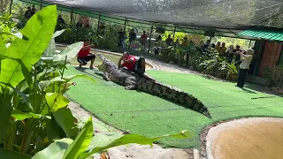 Crocodile Show  @crocodile Adventureland Langkawi , Malaysia #Langkawi #Crocodile Show