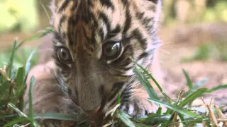 Cutest Baby Tiger at the San Diego Zoo Safari Park