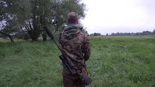 Polen 2020 / Hunting in Poland / Roebuck