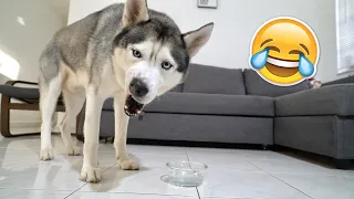 My Husky Reacts to Trying Thick Water!