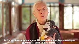 Question / réponse à Jane Goodall : Pourquoi êtes-vous toujours avec ce singe dans les bras ?