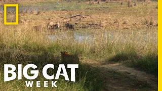 Tiger vs. Boar | Big Cat Week