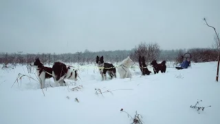 Кудрово 2 12 2016