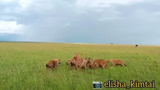 Baby buffalo eaten alive by Hyenas