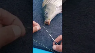 How to easily remove a fish hook 🪝